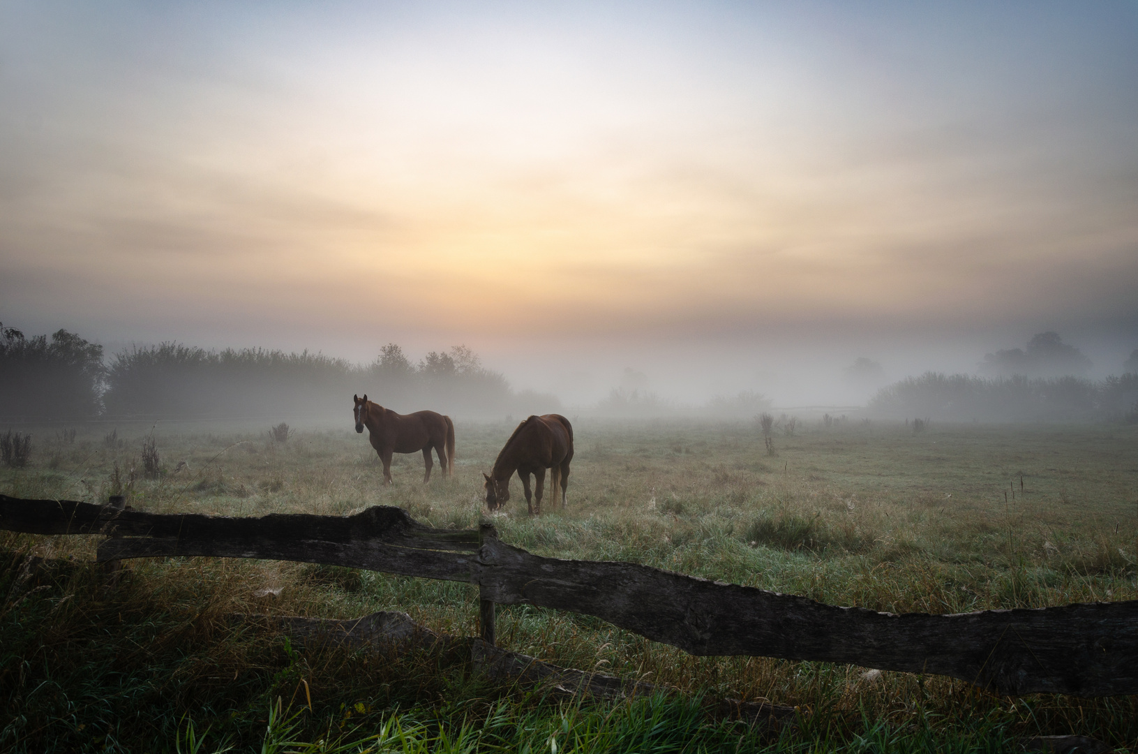 Erster Herbstnebel 