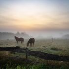 Erster Herbstnebel 