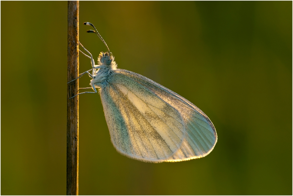 Erster heuer von meiner Wiese