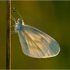 Erster heuer von meiner Wiese