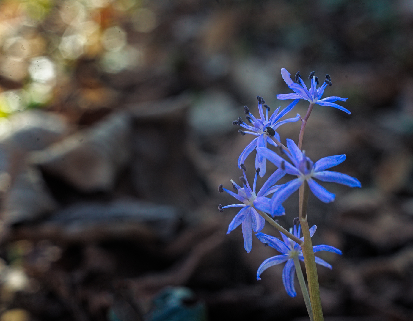 Erster in Blau