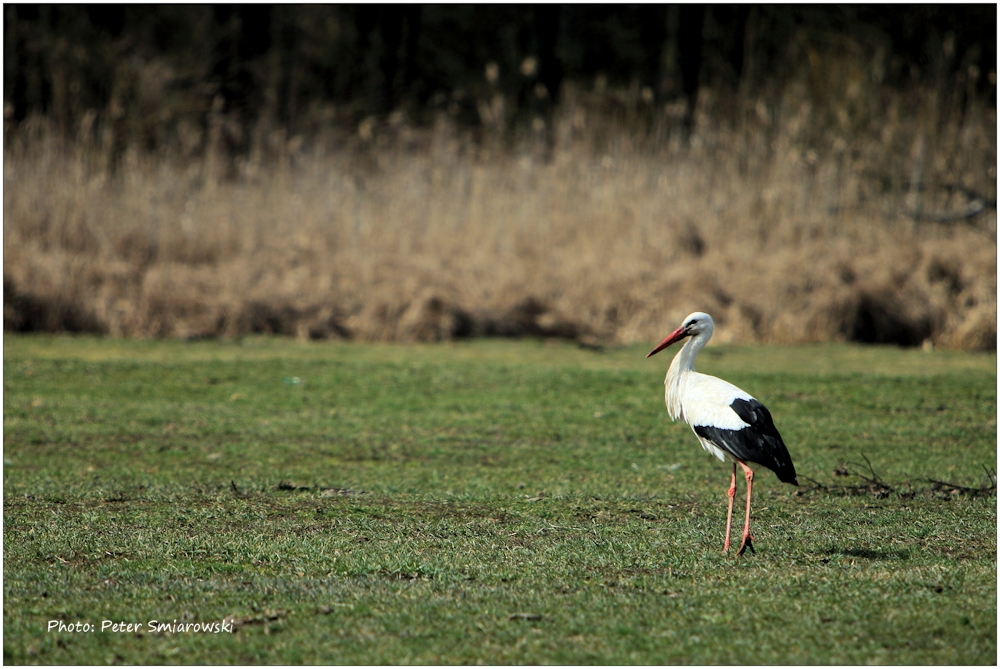 Erster Klapperstorch 2016