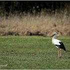 Erster Klapperstorch 2016