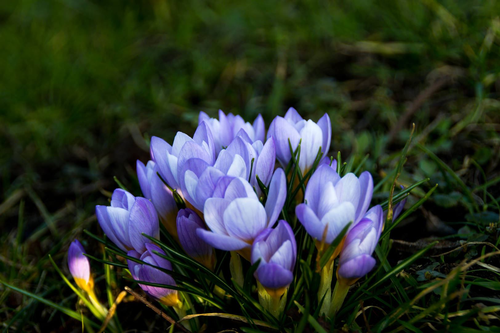 Erster Krokus