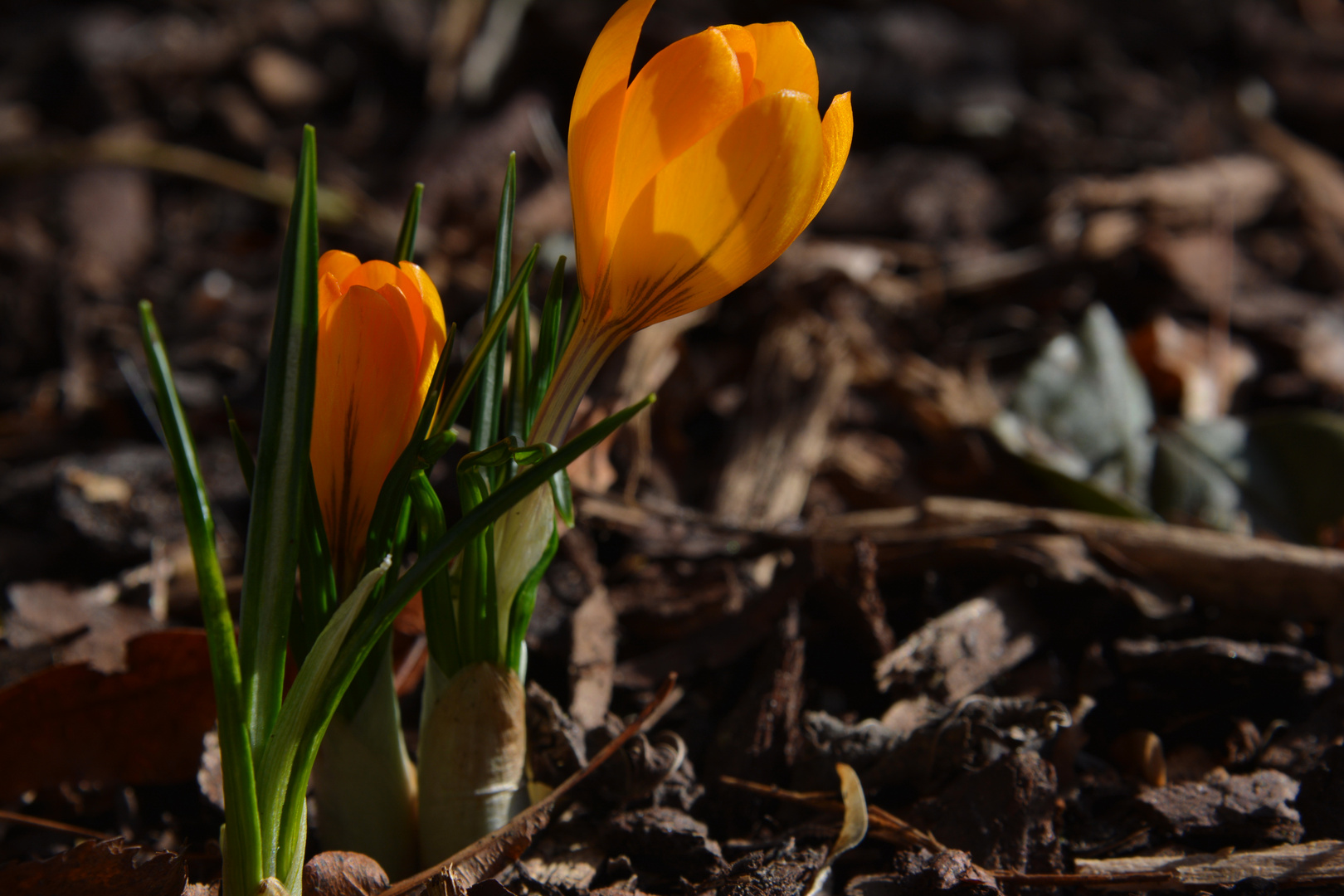 Erster Krokus...