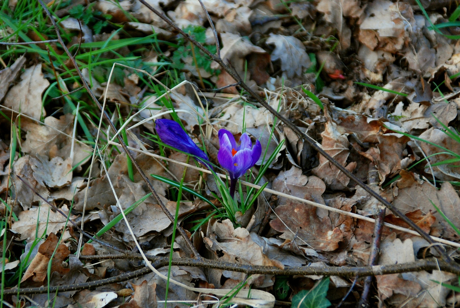 Erster Krokus