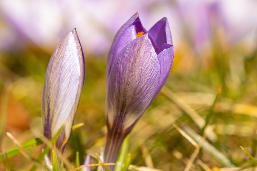 Erster Krokus