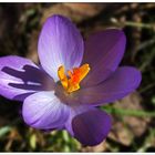 Erster Krokus in meinem Garten