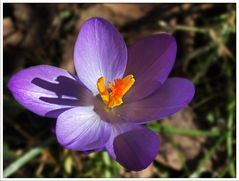 Erster Krokus in meinem Garten