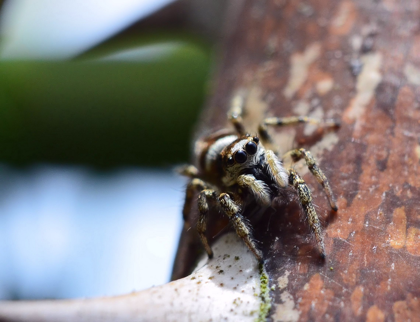 erster Macroversuch