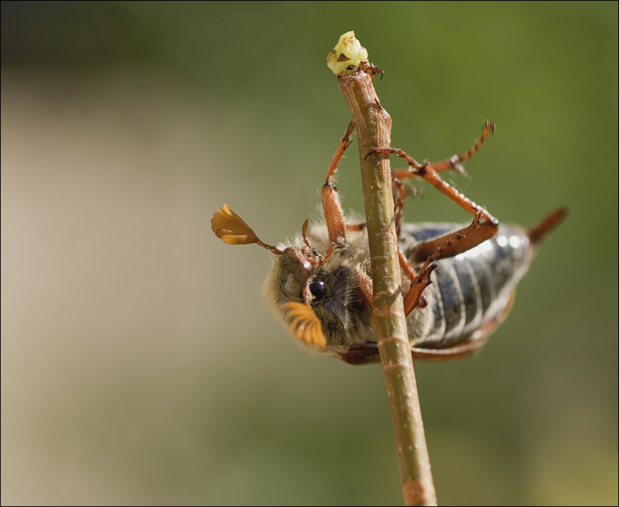 Erster-Mai-Käfer