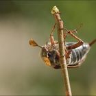 Erster-Mai-Käfer