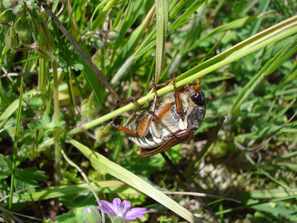 erster Maikäfer 2009