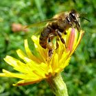 Erster MAKRO... Bienen-Makro...