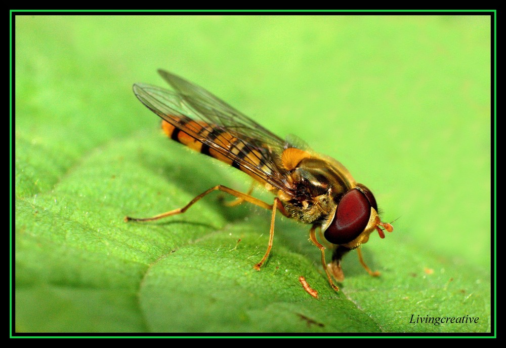 Erster Makro-Versuch mit einer Schwebefliege