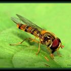 Erster Makro-Versuch mit einer Schwebefliege