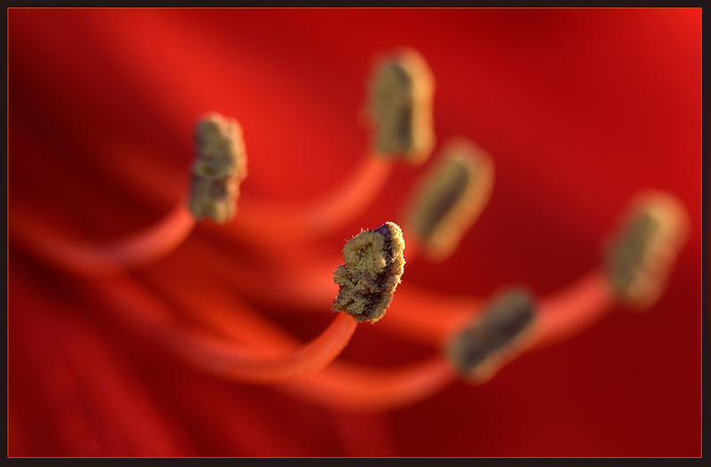 erster Makro-Versuch: Pollen einer Amaryllisblüte