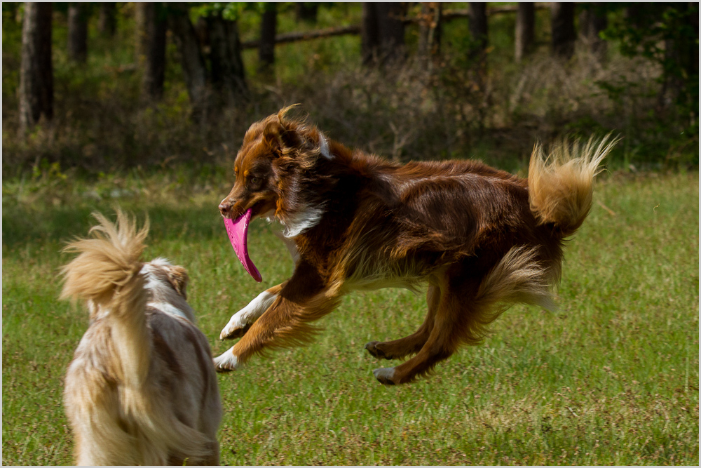 Erster - meine Frisbee