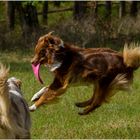 Erster - meine Frisbee