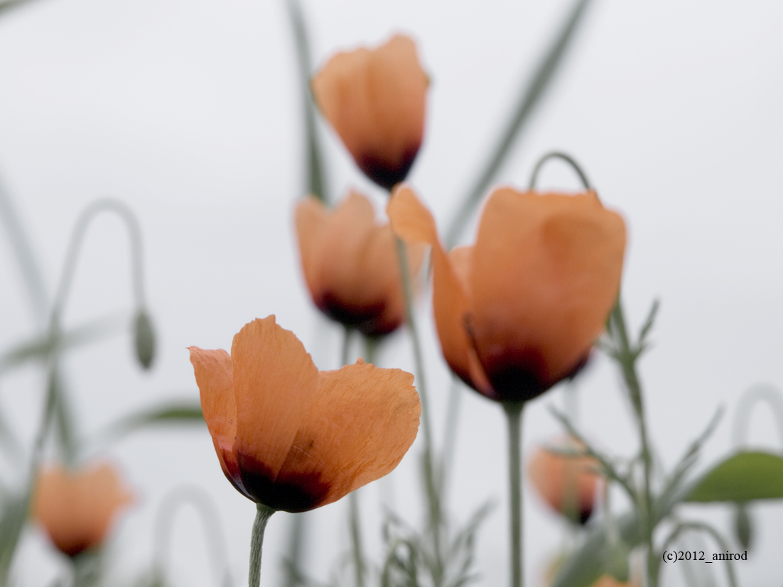 Erster Mohn