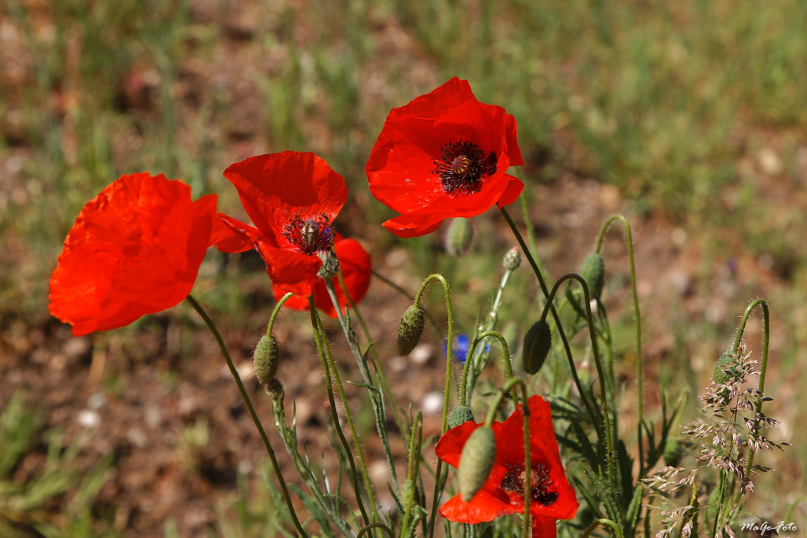 Erster Mohn