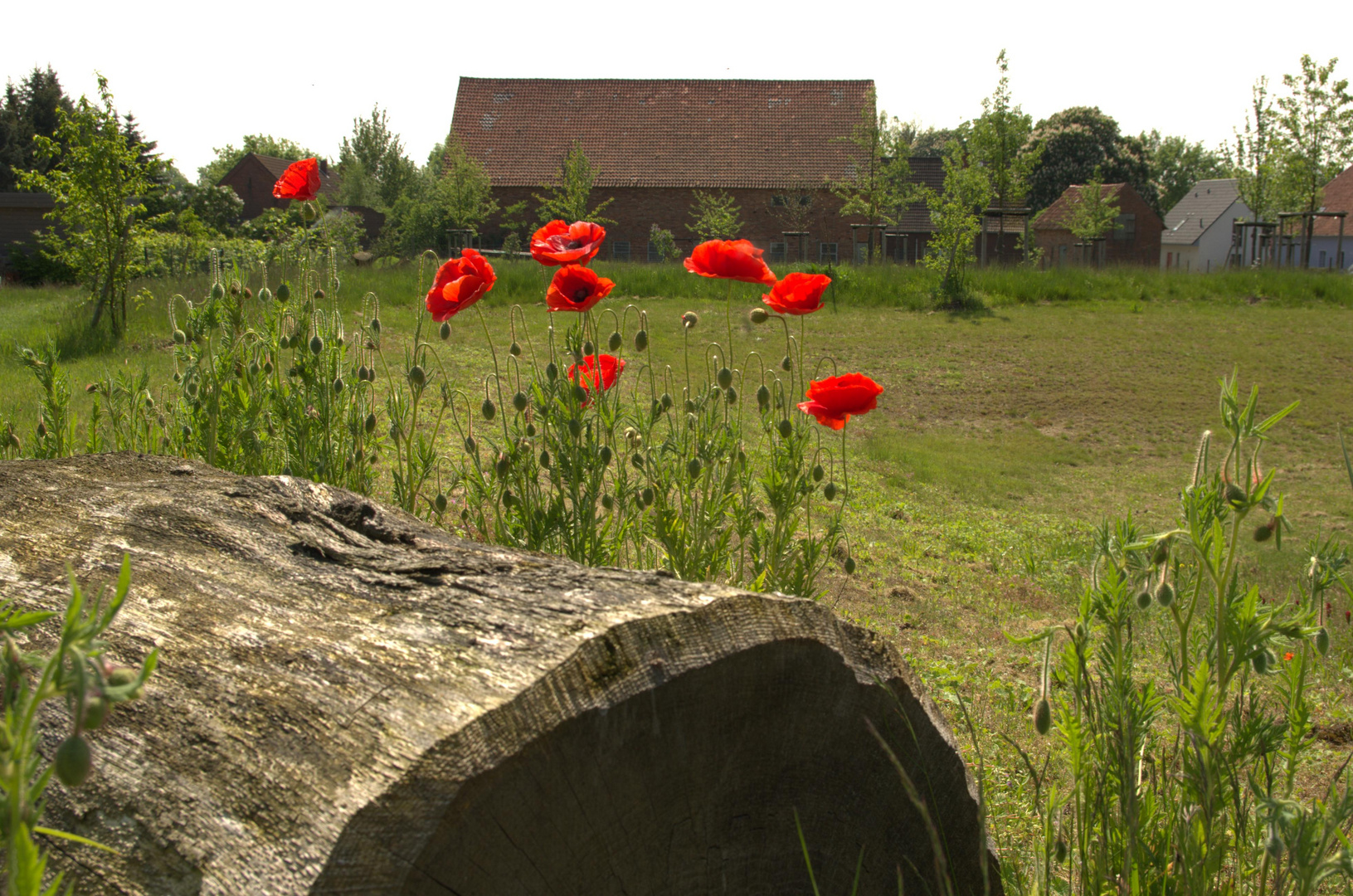 Erster Mohn