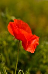 Erster Mohn