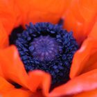 Erster Mohn……..