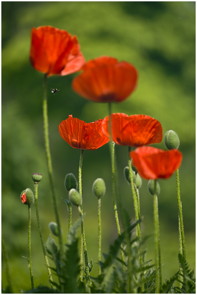 Erster Mohn erhält Besuch