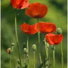 Erster Mohn erhält Besuch