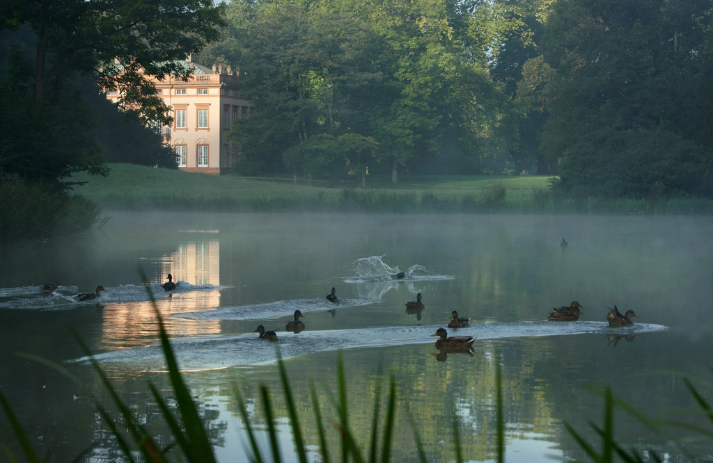 erster Morgennebel