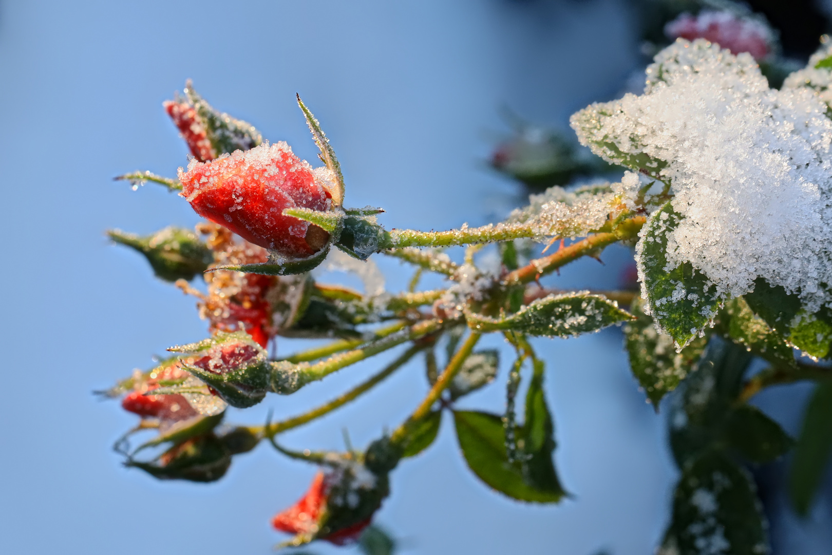 erster Nachfrost über der Nachblüte