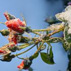 erster Nachfrost über der Nachblüte