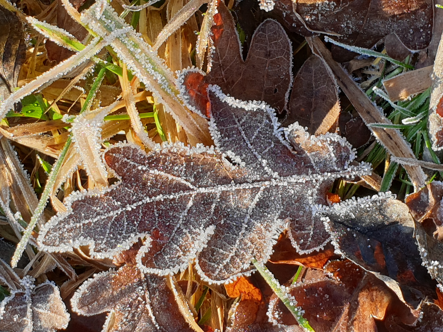 Erster Nachtfrost