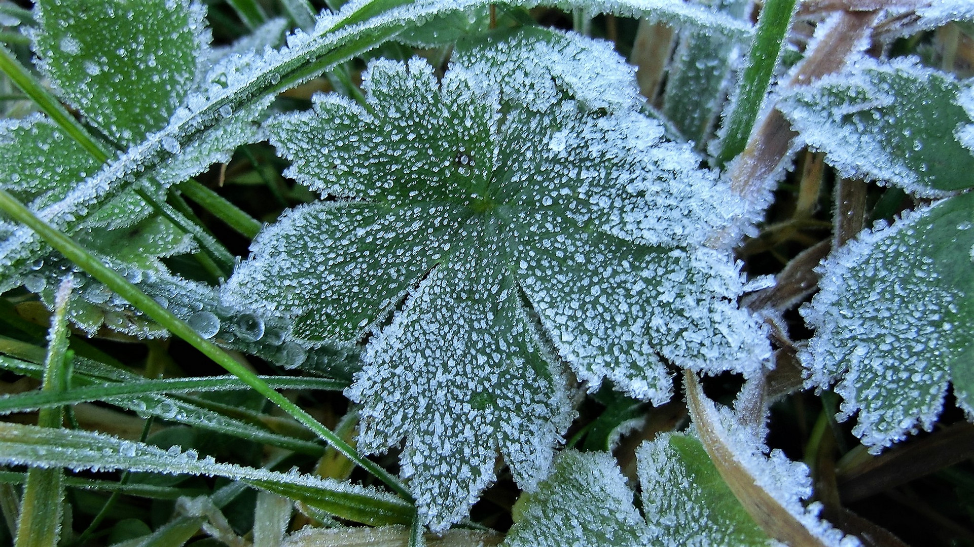 Erster Nachtfrost