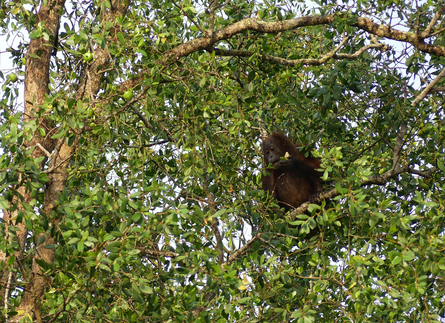 Erster Orang Utan