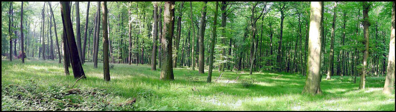 Erster Panorama-Versuch (Köllnischer Wald, Bottrop) - Bitte Kritik von den Panorama-Freaks !