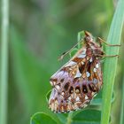 Erster Perlmutterfalter