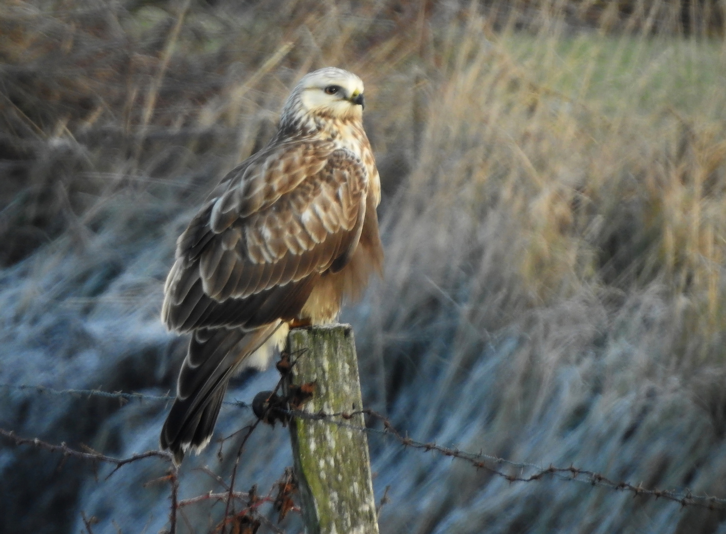 Erster Raureif Foto &amp; Bild | tiere, wildlife, wild lebende vögel Bilder