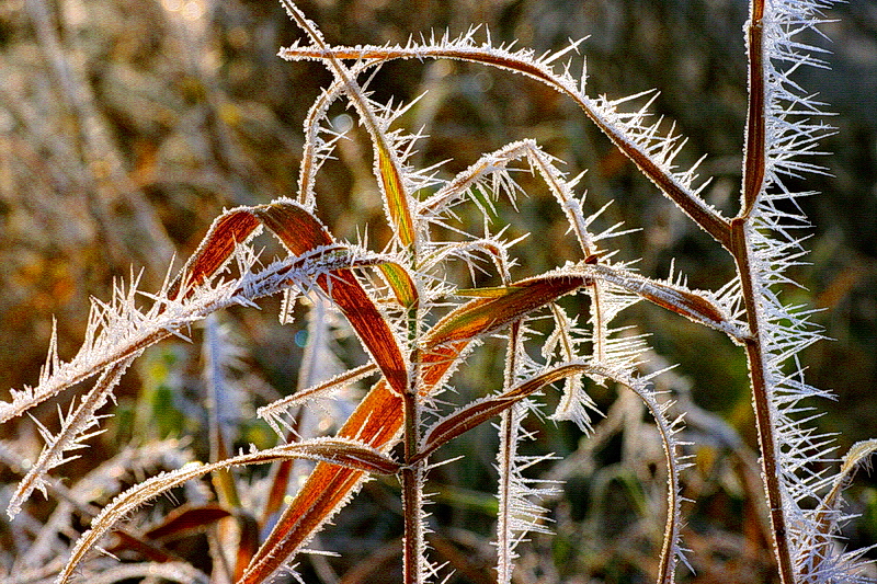 Erster Reif auf herbstlichem Schilf...