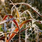 Erster Reif auf herbstlichem Schilf...