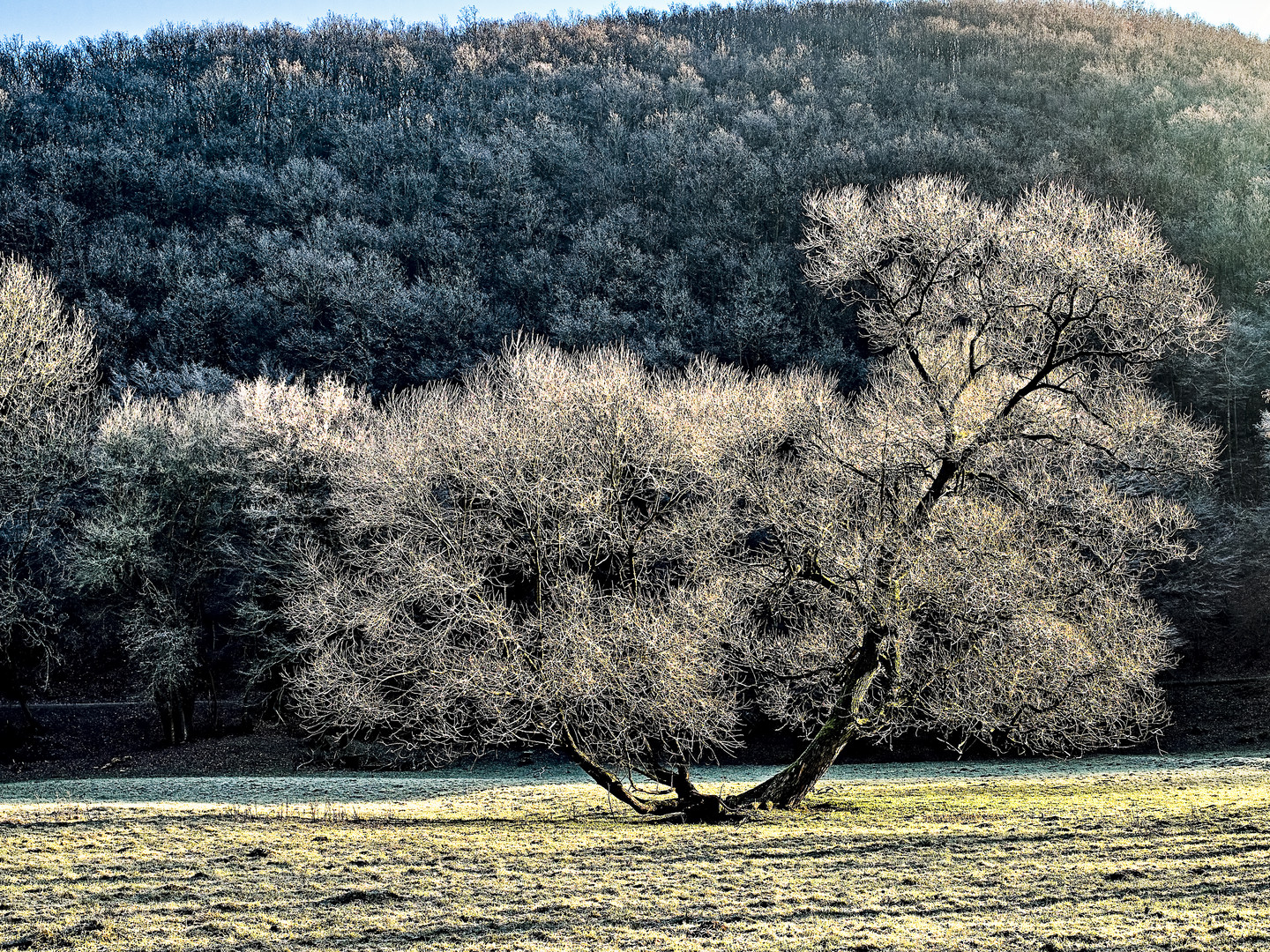 Erster Reif im Kalltal/Eifel .  .  .