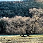 Erster Reif im Kalltal/Eifel .  .  .