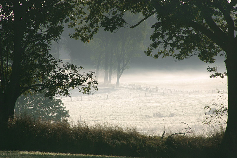 Erster Reif und Morgennebel