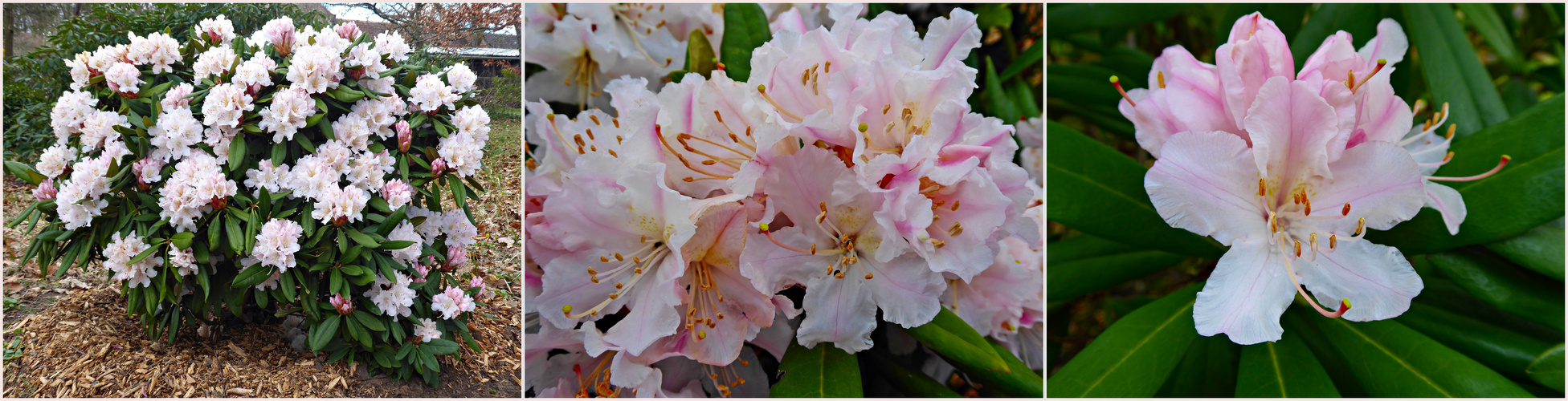 erster Rhododendron