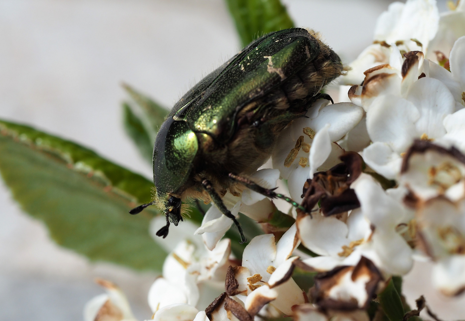 erster Rosenkäfer 2021