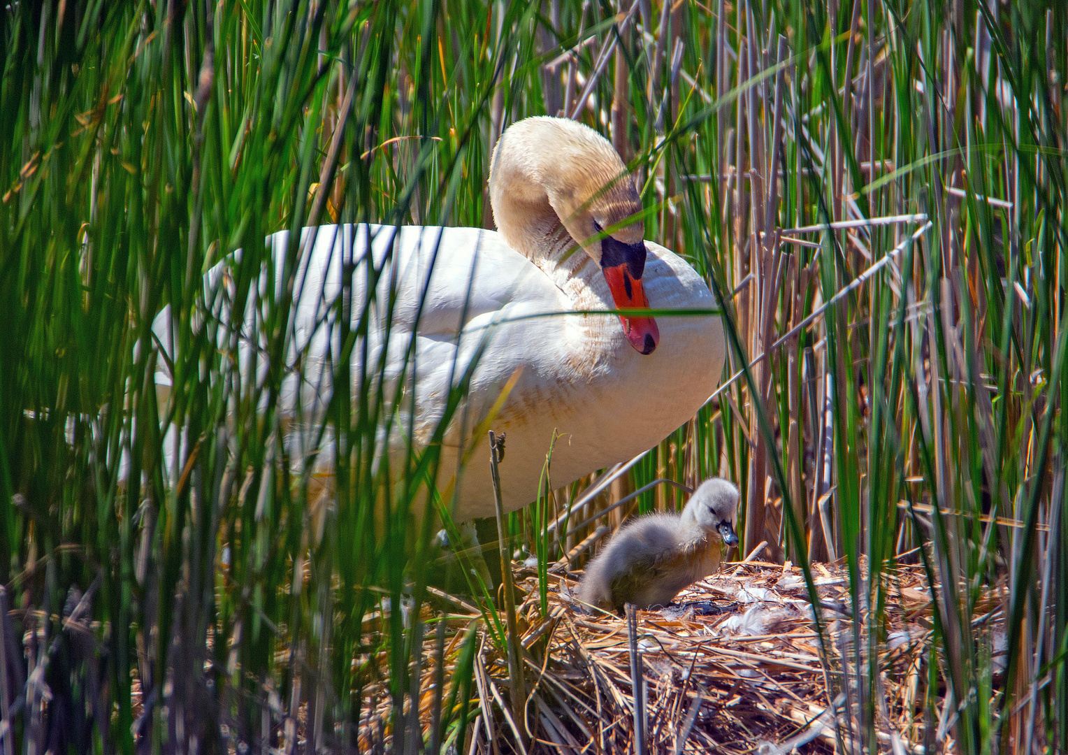 ... erster "Rundgang" im Nest ?.