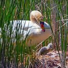 ... erster "Rundgang" im Nest ?.