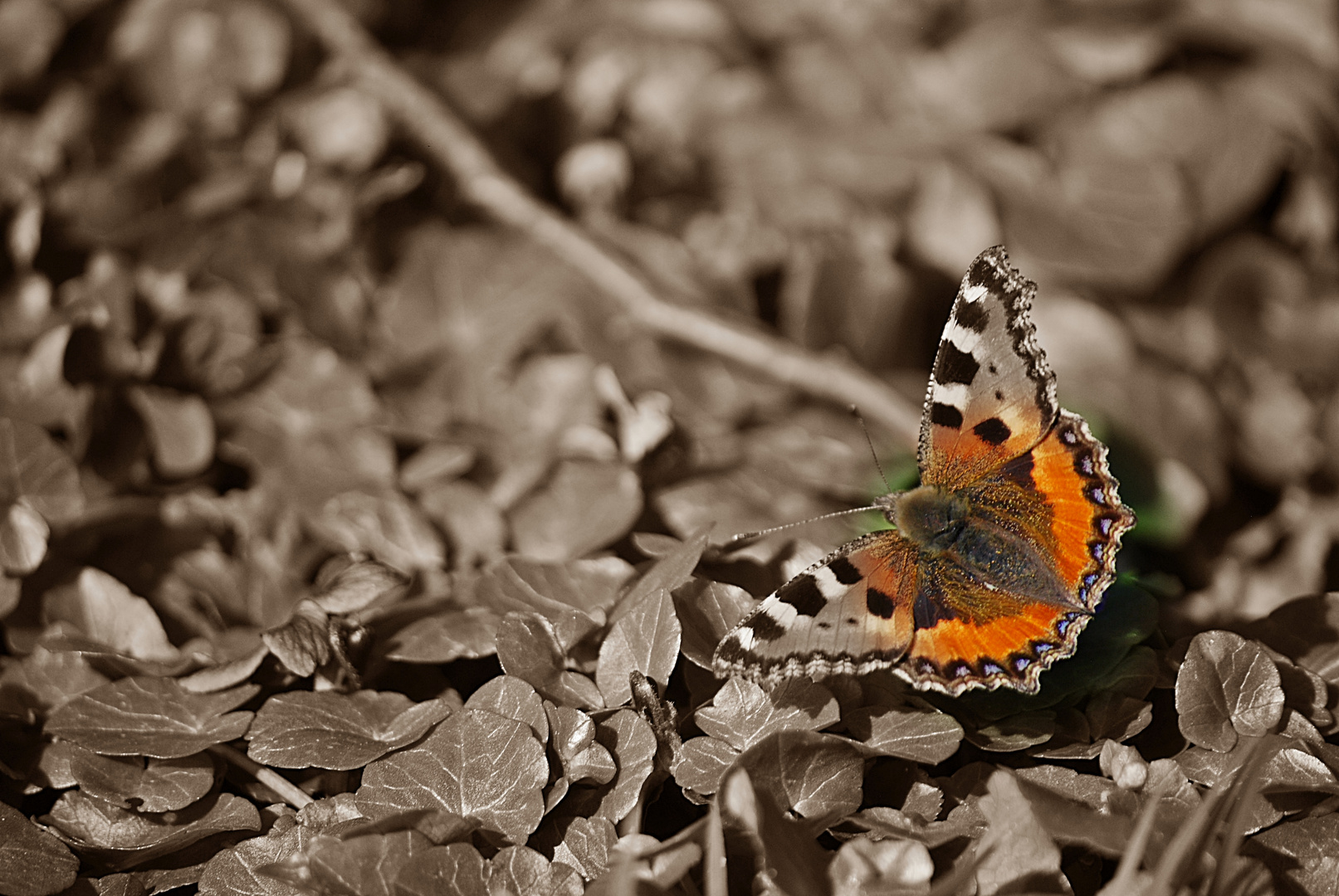 erster Schmetterling...