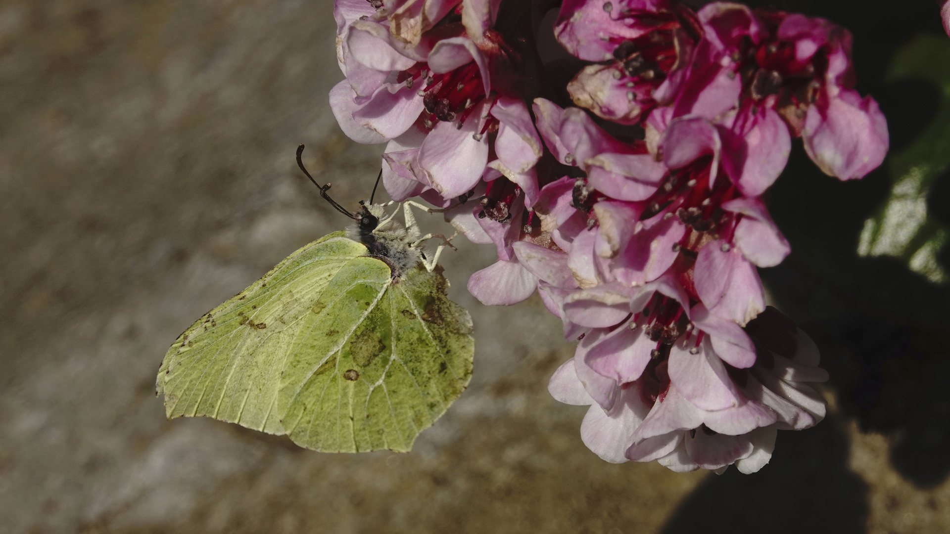 Erster Schmetterling 2019 im Botanischen Garten in Mainz